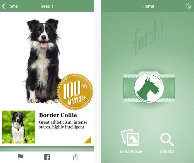 Read more about the article Fetch – identify and classify dogs by breeds [iOS]
