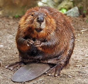 Read more about the article Ubuntu 18.04 Codename Bionic Beaver and Release Schedule