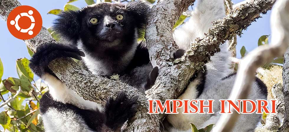 Impish Indri